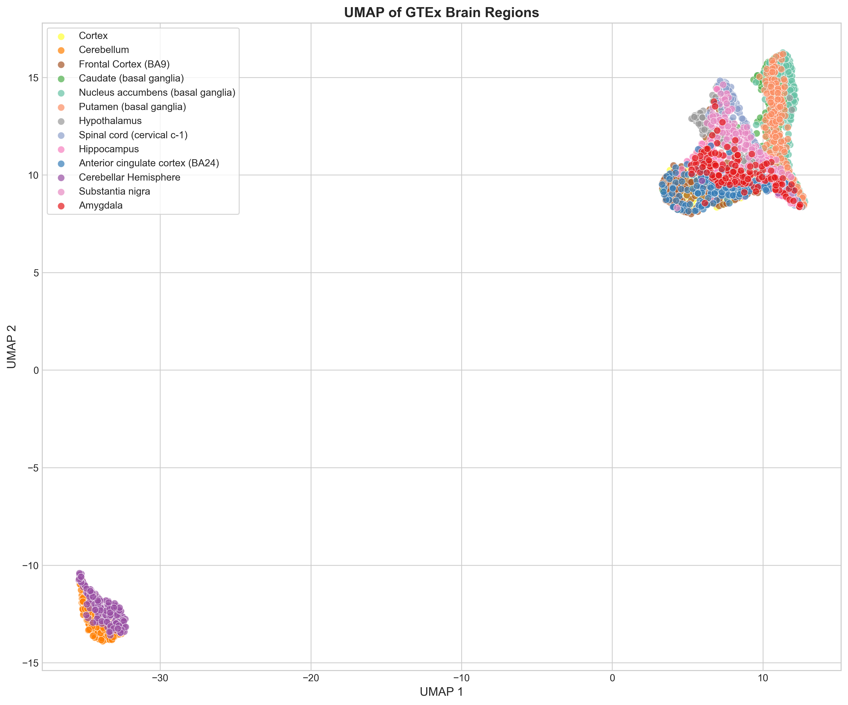 UMAP of brain regions